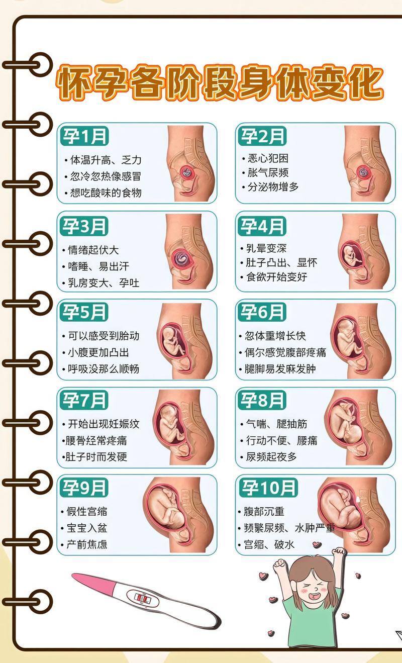 揭秘供卵代孕妈妈怀孕小腹分两节，孕期变化的奥秘衡阳代生机构: